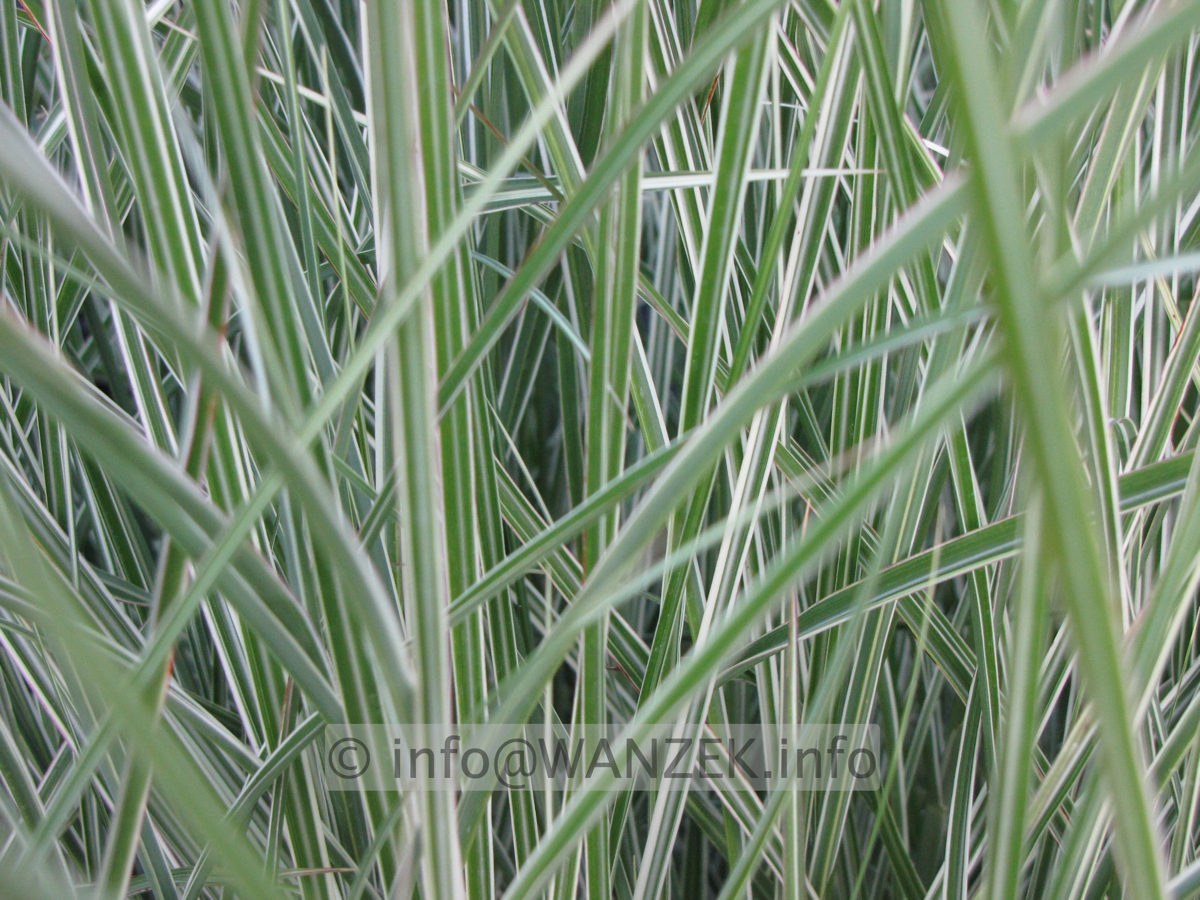 Miscanthus sinensis Morning Light 01.JPG